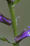 Downy Lobelia